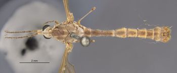 Media type: image;   Entomology 10355 Aspect: habitus dorsal view